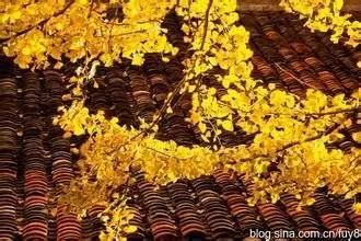 头条|再有人说广西没有秋天，就把这条微信甩给TA看！