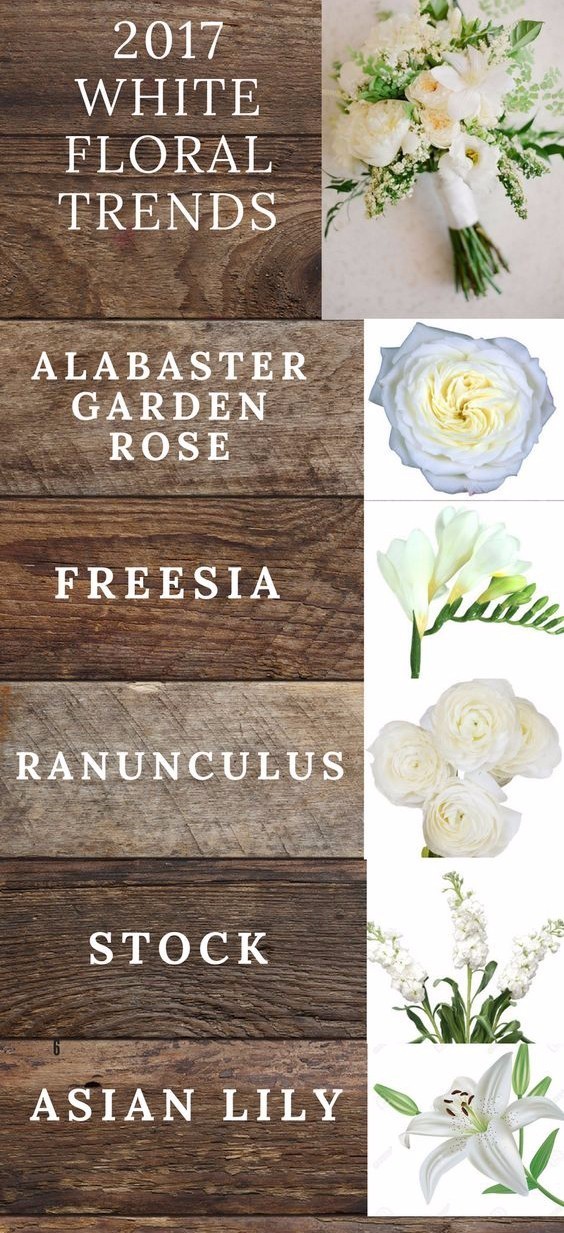 你知道多少种菊花,容易养的花卉品种名字