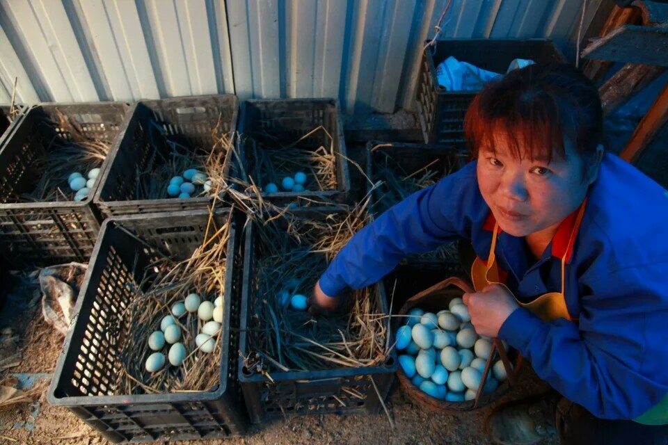 依托资源节约成本，养好鸡