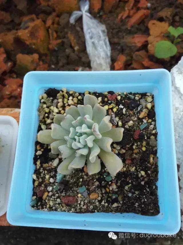 多肉在不经意间治愈你,多肉独立而坚强