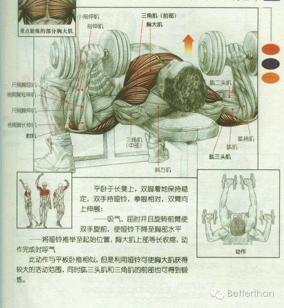 最全哑铃教学,手臂哑铃肌肉训练10个动作图解