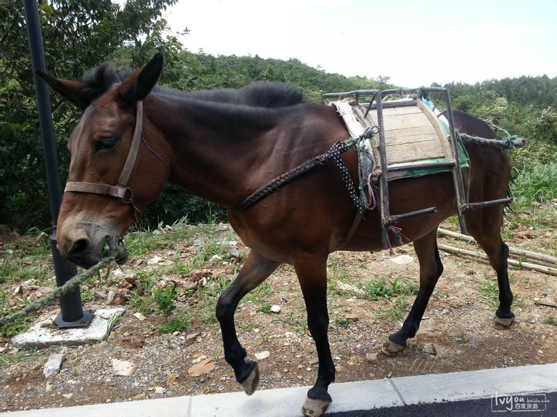 唐骏——唐朝马骡背后的警示