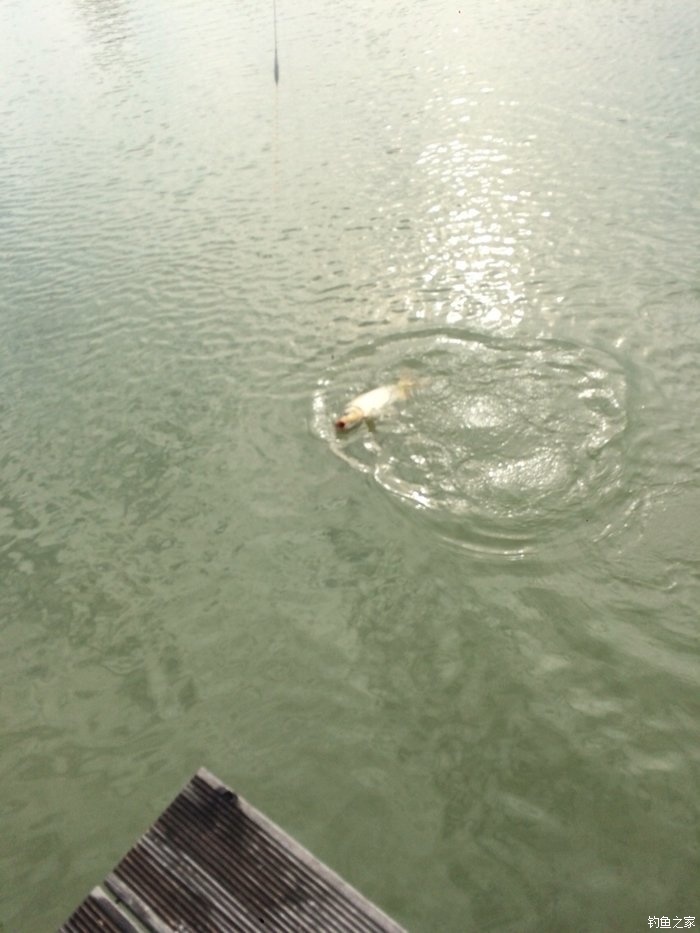 新手，说说几款入门级的鱼竿！