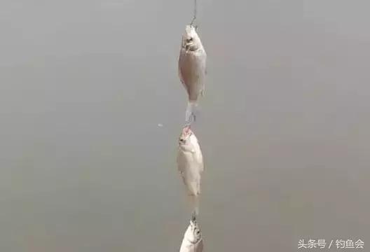 海竿钓串钩怎么样钓效果最佳,海竿串钩怎么钓最灵活图解