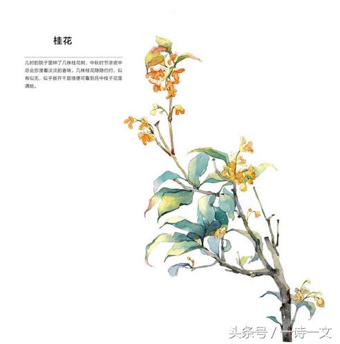 《唯有丹桂飘香八月馥郁芬芳》我,想你了荼蘼花事春已了