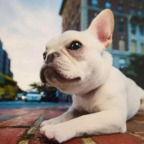 养斗牛犬的基本常识和技巧,养斗牛犬的基本常识有哪些