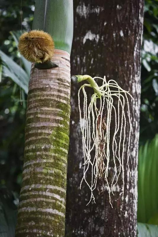 塞舌尔海洋天堂,最后的伊甸园之塞舌尔
