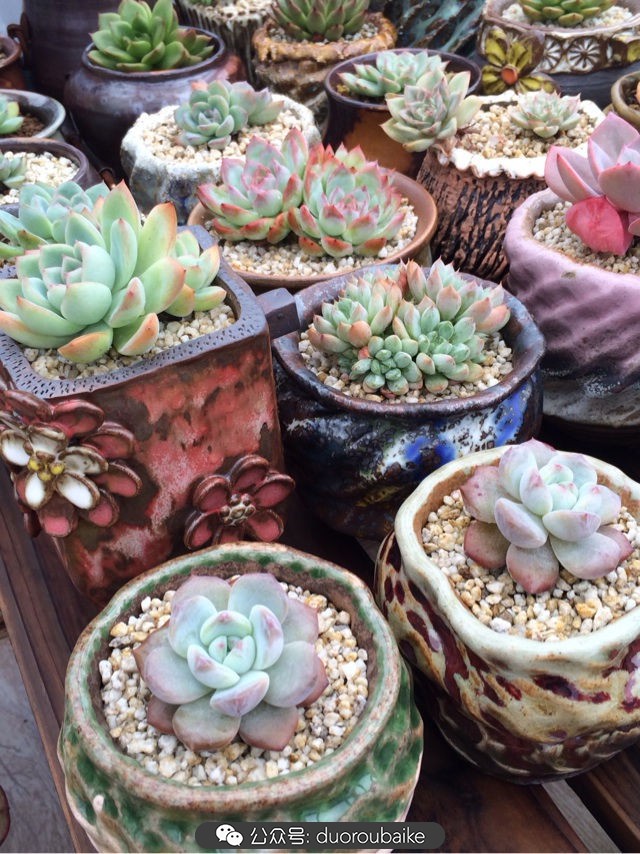 台风来了多肉已搬到安全的地方,台风来了多肉植物搬不动