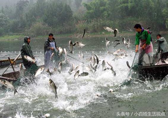 农村的十种最赚钱的小生意,农村致富的10个门路