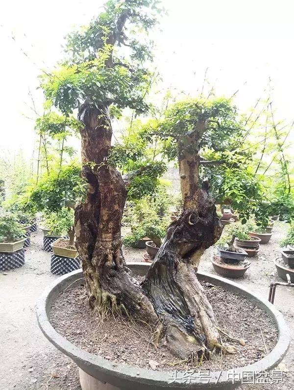 蚊母盆景的养殖方法,盆景中华蚊母的小叶叶片图片