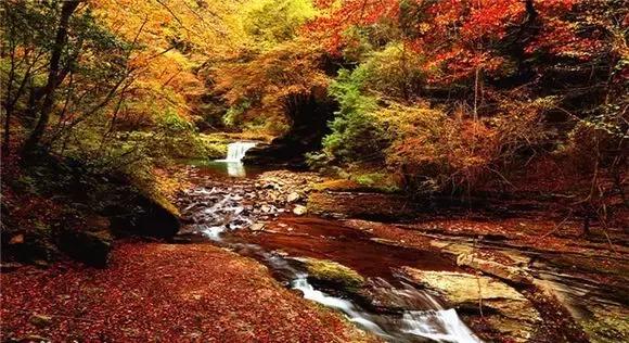 来黎坪看漫天红叶倾尽一城秋色,黎坪红叶照片