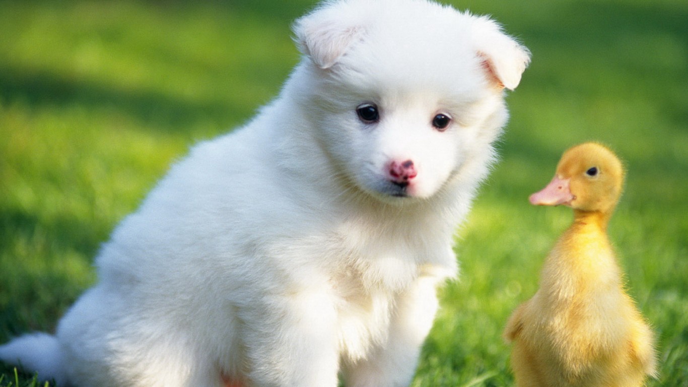 如何彻底治好狗狗皮肤病,快速解决狗狗皮肤病