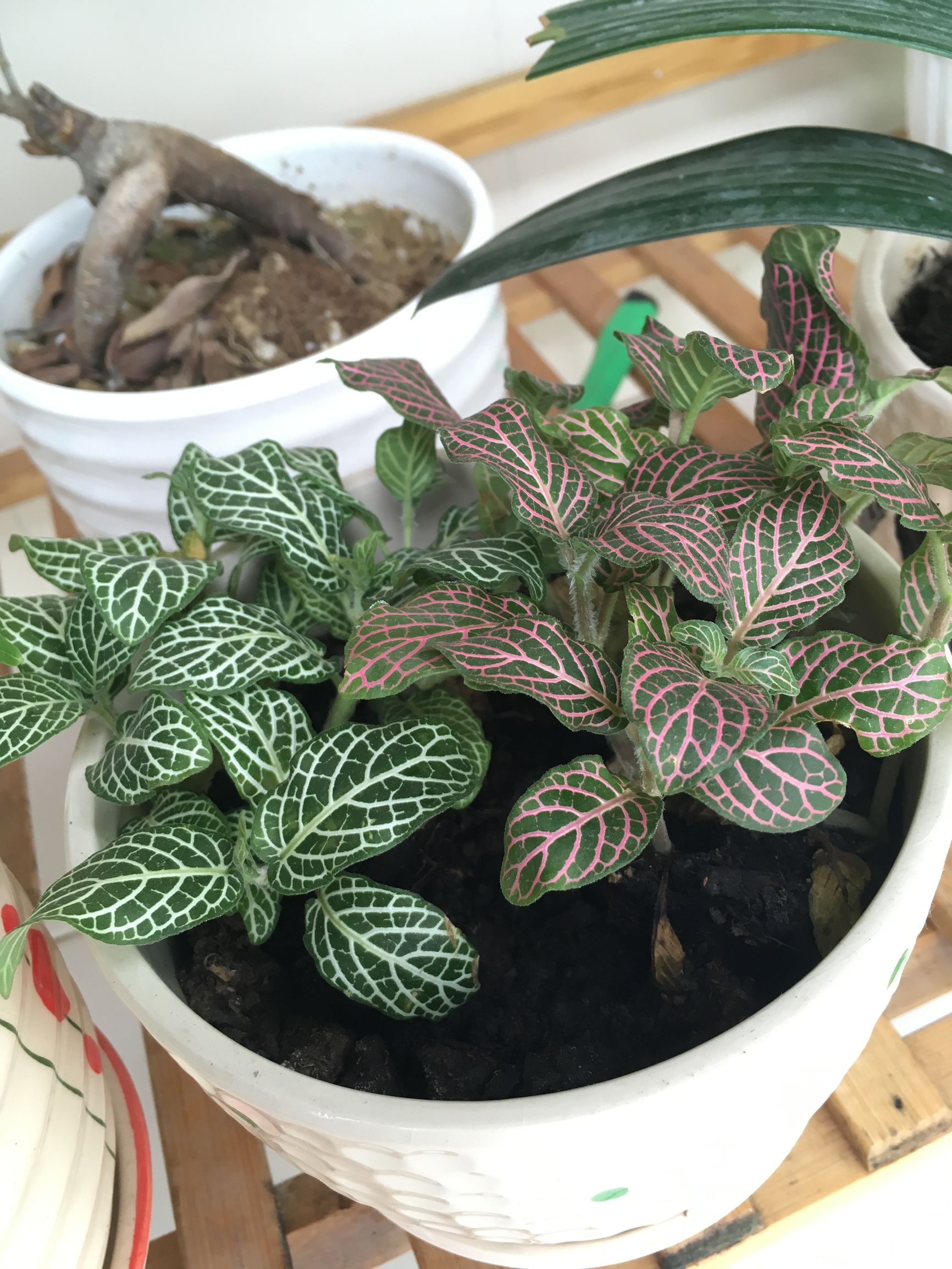 90后在阳台种菜,南京阳台种菜的真实感受