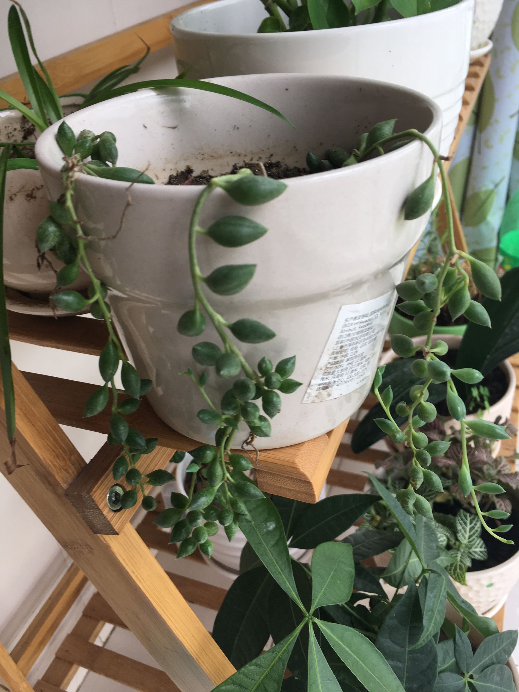 90后在阳台种菜,南京阳台种菜的真实感受