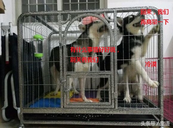 网友说养三只哈士奇和养一只差不多，我差点就信了