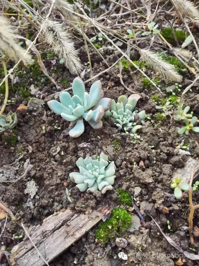 多肉在不经意间治愈你,多肉独立而坚强