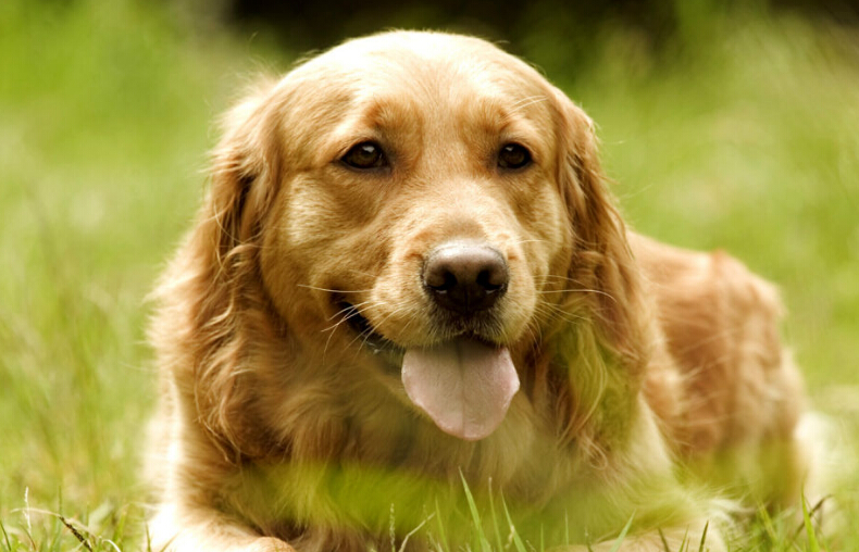 自从家里养了猫老鼠就全跑了,自从养了猫家里老鼠越来越多