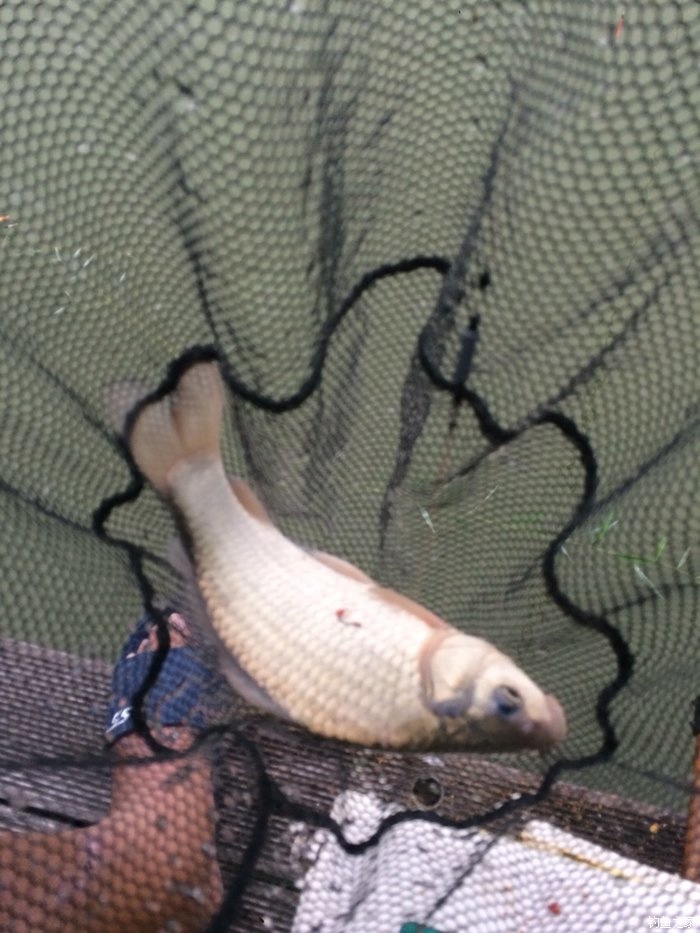 新手，说说几款入门级的鱼竿！