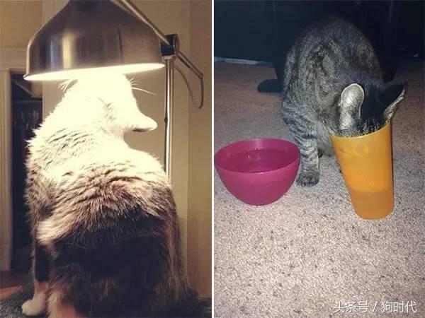 喵星人平常很高冷,喵星人高冷