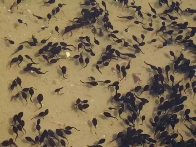 8090后养过的宠物,盘点那些年养过狗狗的视频