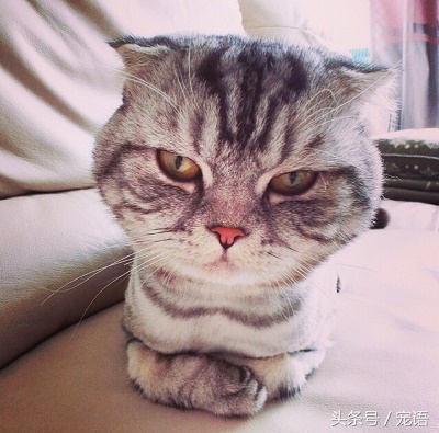 我带喵主人去做绝育，回来的路上它却救了我的命，我是不是做错了