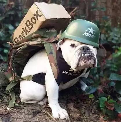 一梦谈狗：这些都不知道，别告诉我你喜欢英国斗牛犬……