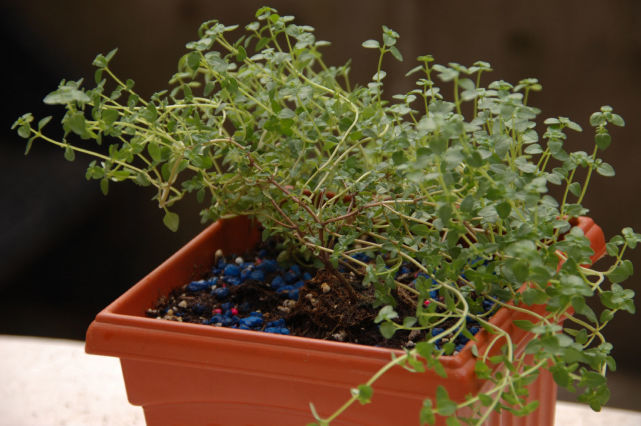养花一花一草,花卉盆栽百里香