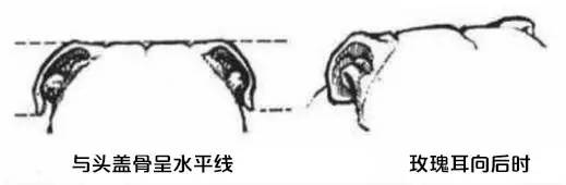 一梦谈狗：这些都不知道，别告诉我你喜欢英国斗牛犬……