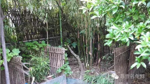 疯狂龟友，6次为龟修建豪华花园！