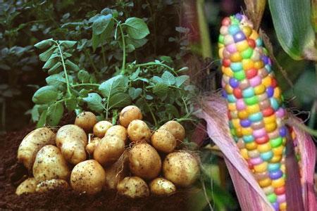 未来农业五大投资,哪位大神有投资经验