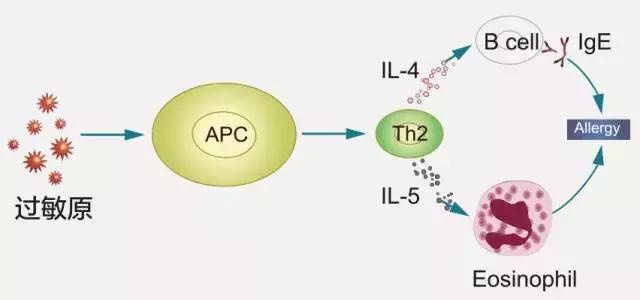 乐亦康益生菌胶囊抗过敏吗,乐亦康益生菌对荨麻疹有用吗