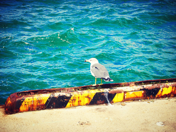 初秋日本快步东京，慢行北海道，泡汤美食8日