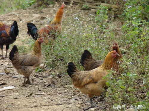 鸡为什么补钙,鸡缺钙怎么补最有效