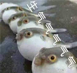 河豚被禁止了吗,河豚鱼禁售令