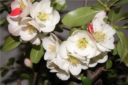 河州牡丹—海棠花虫灾及防治大全