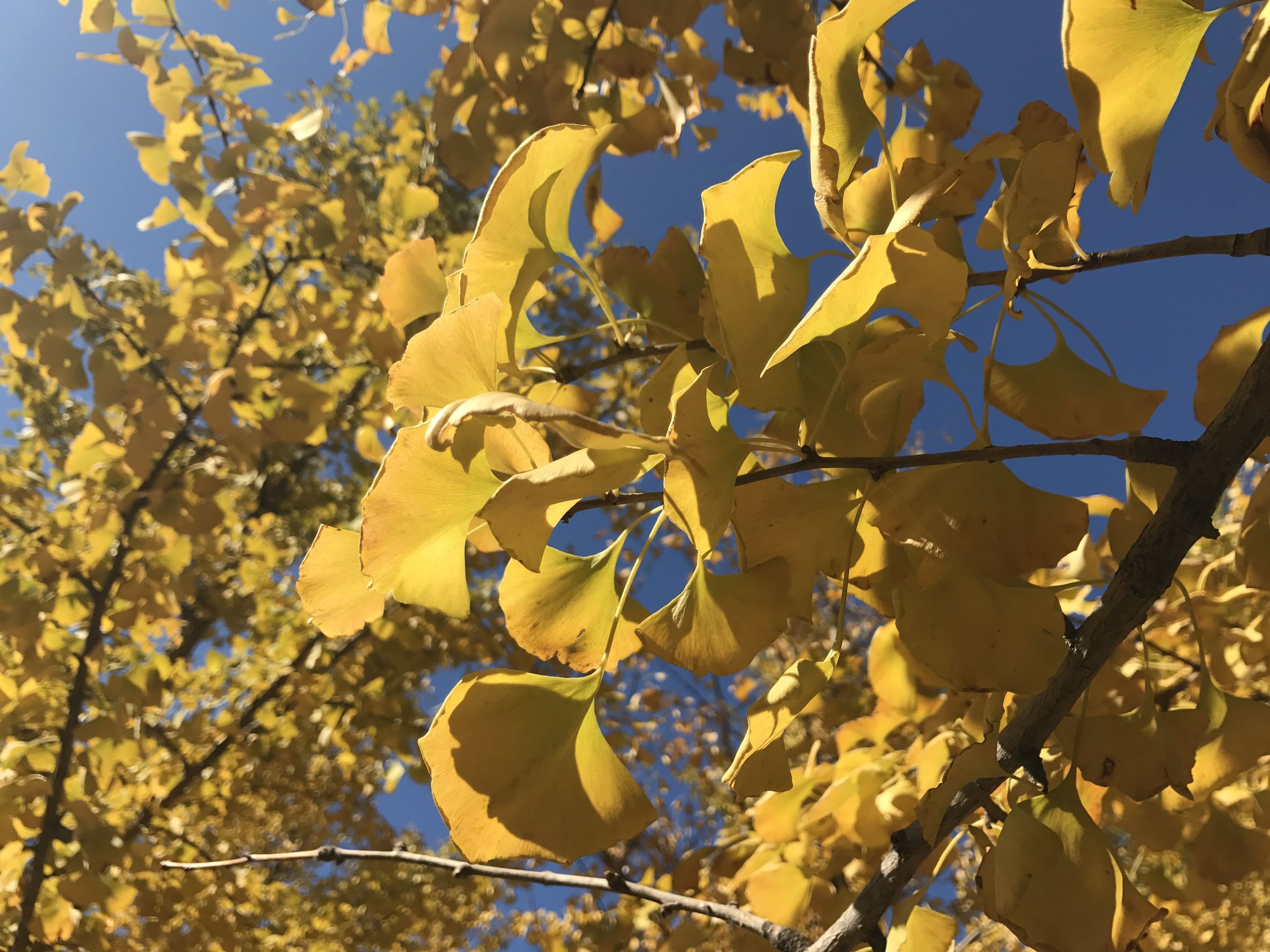 用什么中药泡水喝治心脑血管病,治心脑血管最好的中药方