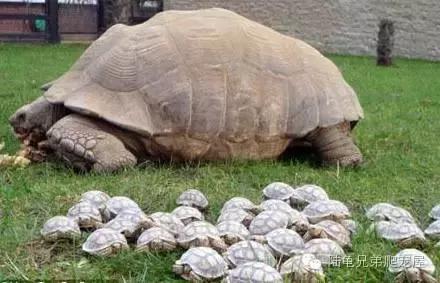 苏卡达2024年可以养了吗,苏卡达养法