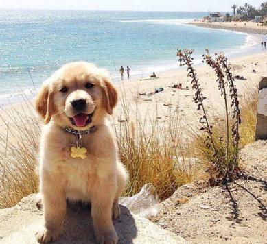 金毛老了眼睛也老,金毛老了以后有哪些疾病