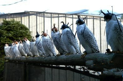 john加拿大,矛隼孵化过程