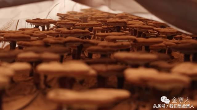 央视灵芝孢子粉价格,灵芝孢子粉央视辟谣