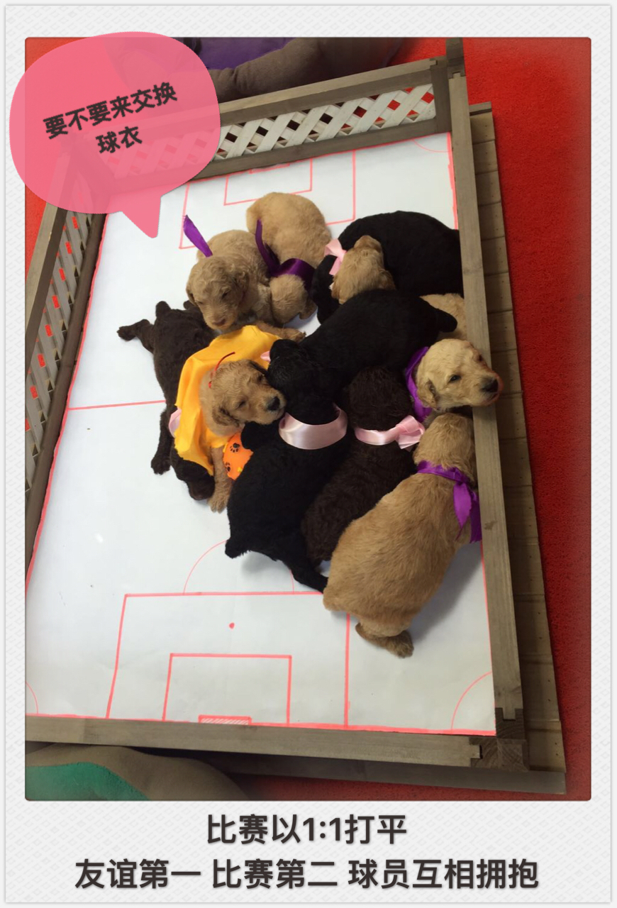 小狗踢足球绕杆视频,小萌狗打球