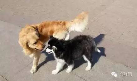 狗拉爬犁哈士奇,狗拉爬犁vs芬兰哈士奇拉雪橇