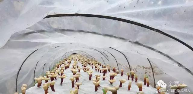 关于灵芝孢子粉新闻视频,央视报道灵芝孢子粉的功效