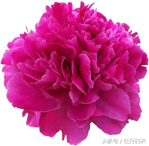 中国的十大国花中有没有彼岸花,十大国花是哪几种花