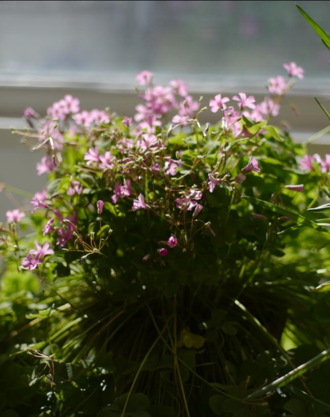 非专业人士适合的微单,非职业拍照拍人照相机推荐