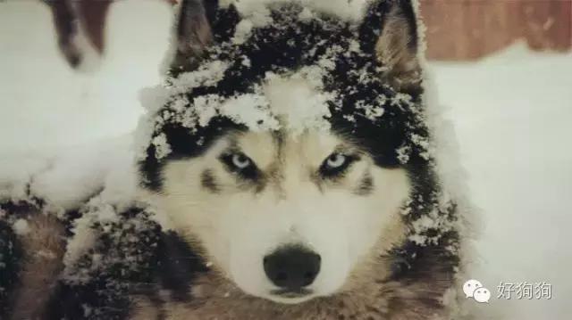 下雪天狗狗会怎么样,下雪天狗狗应该注意什么