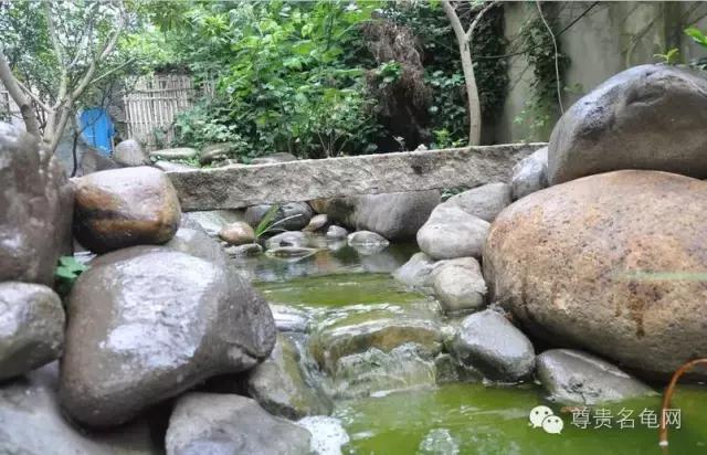 疯狂龟友，6次为龟修建豪华花园！