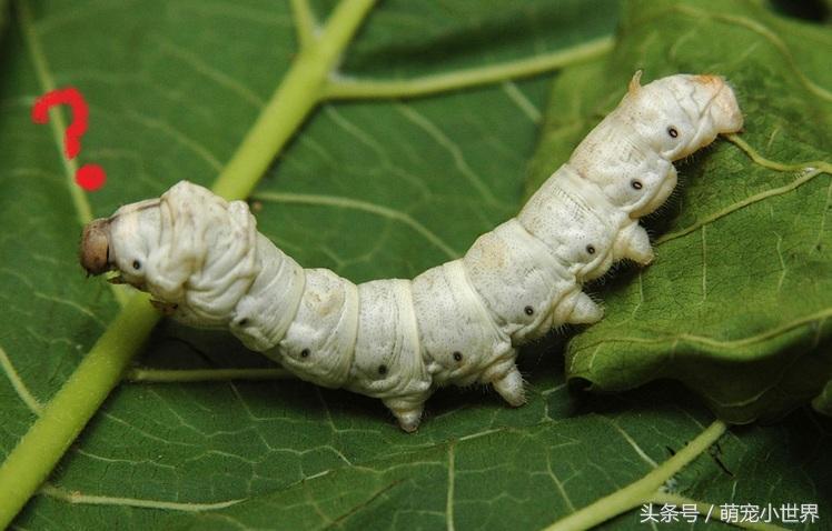 专程去动物园看兔狲,去动物园看牛马