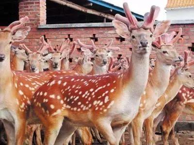 来吉林市游玩,来吉林市旅游