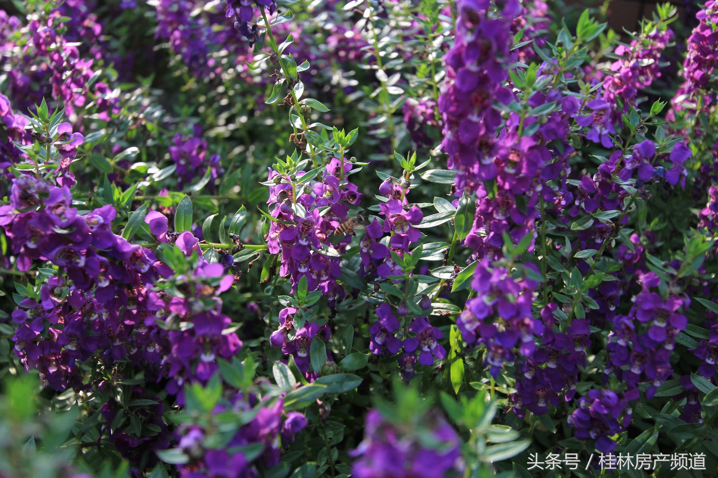 逃离城市寻找生活,远离城市的喧嚣寻找心灵的净土